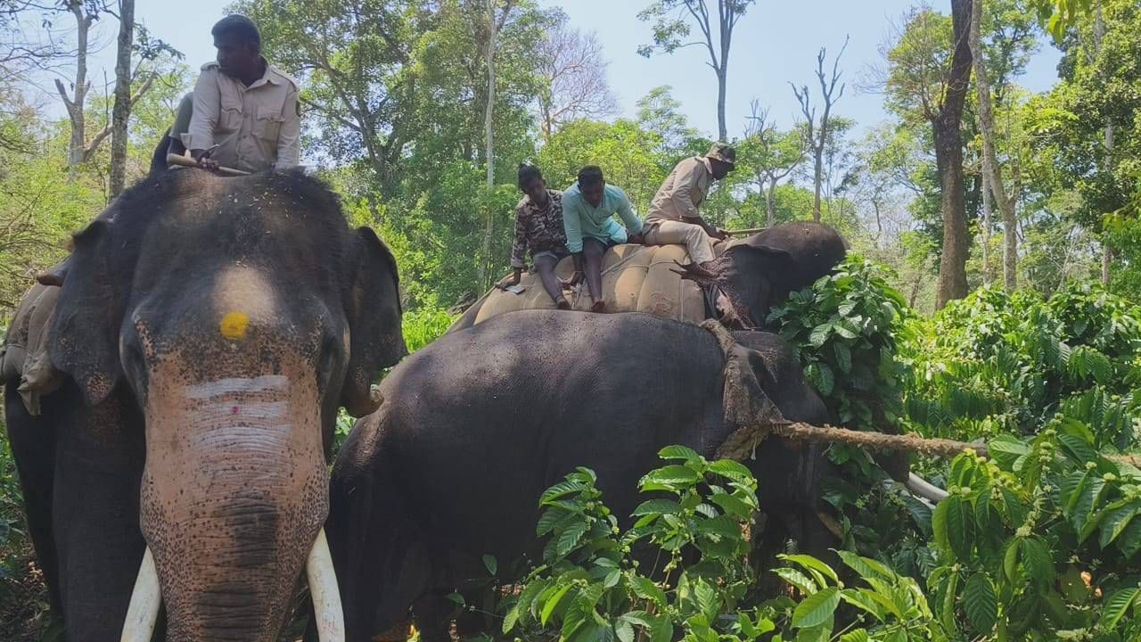 ಸತತ ನಾಲ್ಕು ಗಂಟೆಗಳ ಬಳಿಕ ಕಾಡಾನೆ ಸೆರೆ: ಇಲ್ಲಿದೆ ರೋಚಕ ಕಾರ್ಯಾಚರಣೆ ವಿಡಿಯೋ