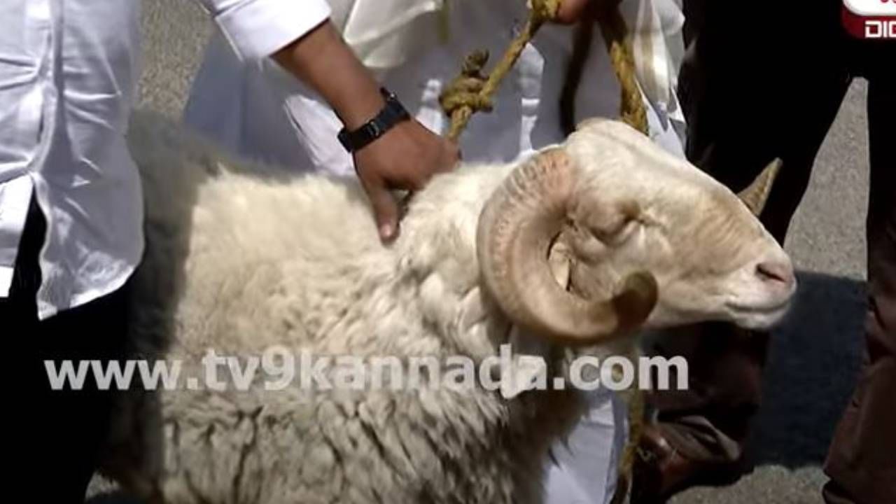 ದಾಖಲೆಯ 16 ನೇ ಬಜೆಟ್ ಮಂಡಿಸಿರುವ ಸಿದ್ದರಾಮಯ್ಯಗೆ ಟಗರನ್ನು ಗಿಫ್ಟ್​ ನೀಡಲು ಬಂದ ಅಭಿಮಾನಿಗಳು