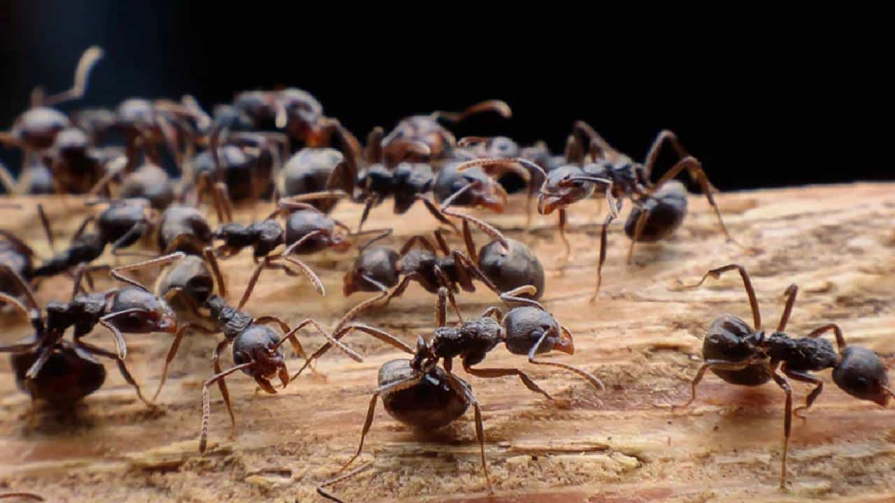 Ants in House: ಮನೆಗೆ ಪದೇ ಪದೇ ಕಪ್ಪು ಇರುವೆ ಬರುತ್ತಿದ್ದರೆ ಏನರ್ಥ? ಶುಭವೋ, ಅಶುಭವೋ?