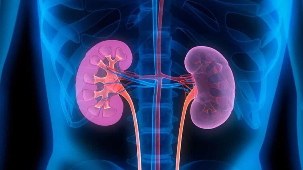 Kidney Problems: ಈ ರೀತಿಯ ಲಕ್ಷಣಗಳು ಪದೇ ಪದೇ ಕಂಡು ಬಂದರೆ ನಿಮ್ಮ ಕಿಡ್ನಿ ಆರೋಗ್ಯವಾಗಿಲ್ಲ ಎಂದರ್ಥ Kidney Problems: ಈ ರೀತಿಯ ಲಕ್ಷಣಗಳು ಪದೇ ಪದೇ ಕಂಡು ಬಂದರೆ ನಿಮ್ಮ ಕಿಡ್ನಿ ಆರೋಗ್ಯವಾಗಿಲ್ಲ ಎಂದರ್ಥ