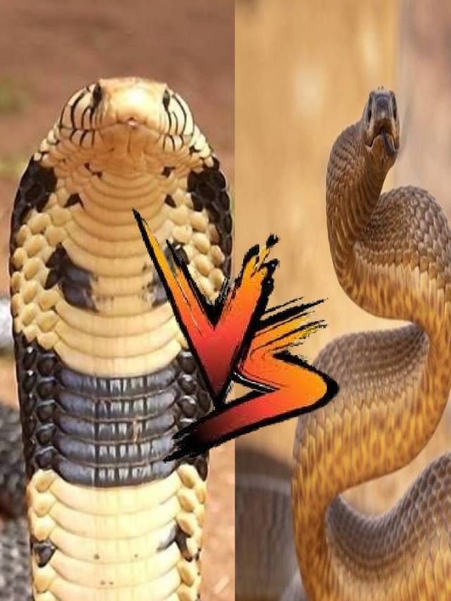 ಕಿಂಗ್ ಕೋಬ್ರಾ Vs ಇನ್ ಲ್ಯಾಂಡ್ ತೈಪಾನ್ : ಇದರಲ್ಲಿ ಹೆಚ್ಚು ವಿಷಕಾರಿ ಯಾವುದು?