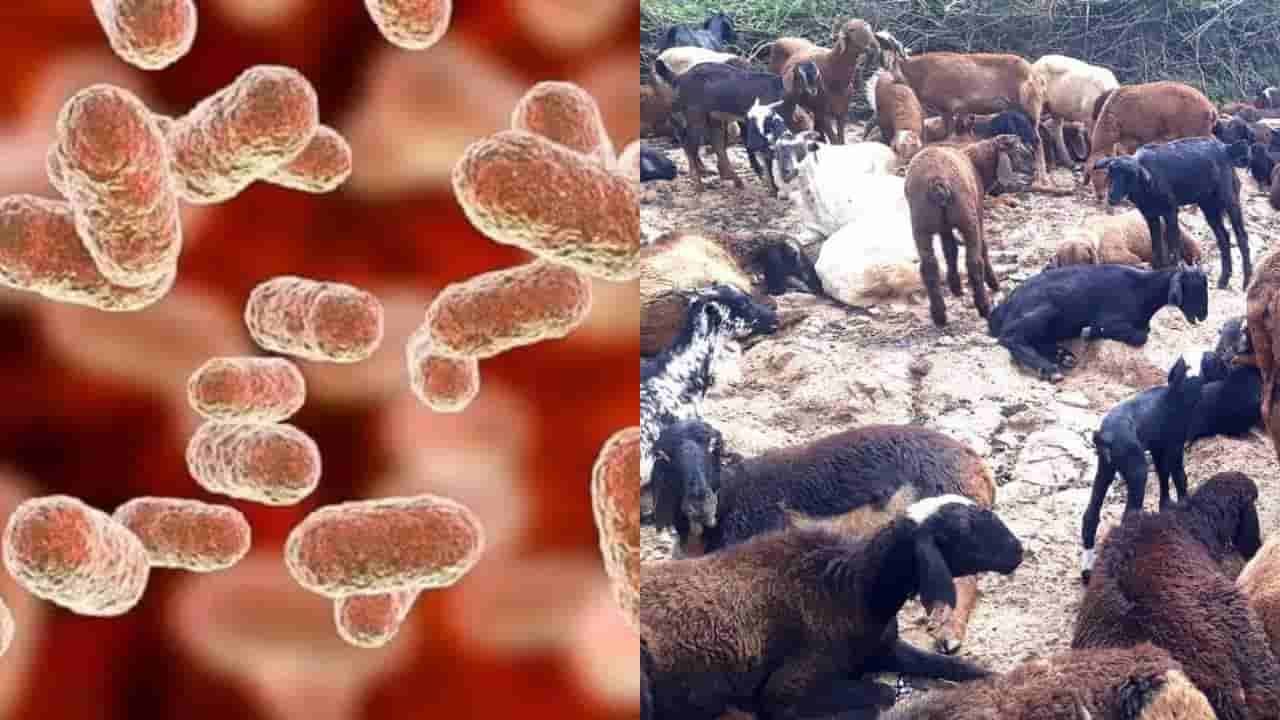 ನಿಗೂಢ ಕಾಯಿಲೆಗೆ 20ಕ್ಕೂ ಹೆಚ್ಚು ಕುರಿಗಳು ಸಾವು: ಅಂಥ್ರಾಕ್ಸ್ ಸೊಂಕು ಶಂಕೆ
