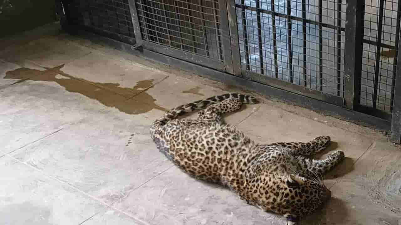 ಮೈಸೂರು ಮಹಾರಾಜರಿಂದ ರಕ್ಷಿಸಲ್ಪಟ್ಟಿದ್ದ ಹೆಣ್ಣು ಚಿರತೆ ದಿಢೀರ್ ಸಾವು