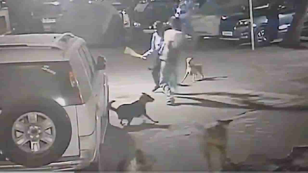 Viral: ಬೀದಿ ನಾಯಿಗಳ ದಾಳಿಯಿಂದ ಪಾರಾಗಲು ಯತ್ನಿಸುತ್ತಿದ್ದ ಸೆಕ್ಯುರಿಟಿ ಗಾರ್ಡ್‌ ಮೇಲೆ ದರ್ಪ ತೋರಿದ ಶ್ವಾನ ಪ್ರೇಮಿ; ವಿಡಿಯೋ ವೈರಲ್‌