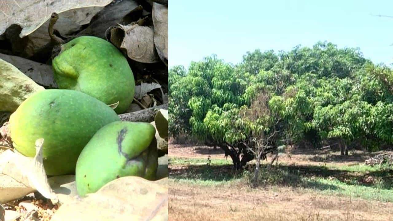 ಮಾವು ಬೆಳೆಗಾರರಿಗೆ ಮತ್ತೆ ಸಂಕಷ್ಟ: ಏಕಾಏಕಿ ಉದುರಿ ಬೀಳುತ್ತಿರುವ ಕಾಯಿಗಳು