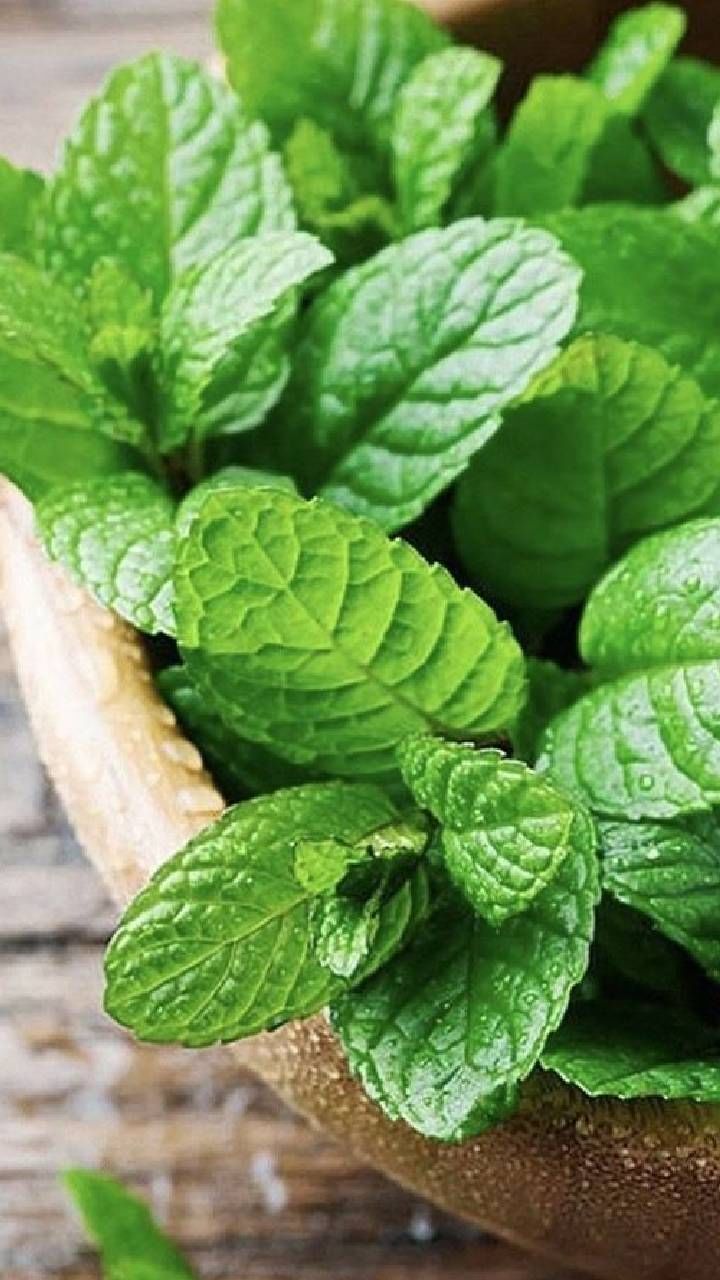 Mint Leaves (2)