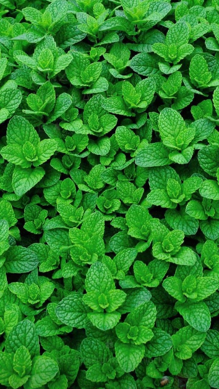 Mint Leaves (3)