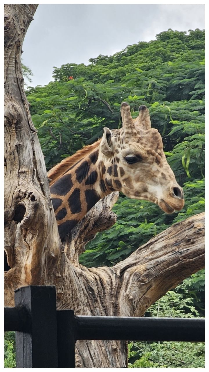 Mysore Zoo (3)