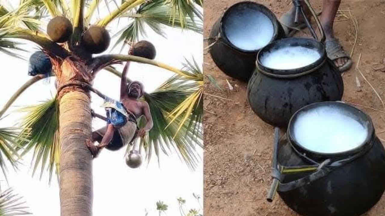 Palm wine: ಬೇಸಿಗೆಯಲ್ಲಿ ಶೇಂದಿ ಸೇವನೆ ಮಾಡಿದರೆ ಈ ಆರೋಗ್ಯ ಸಮಸ್ಯೆ ಬರುವುದಿಲ್ಲ ...