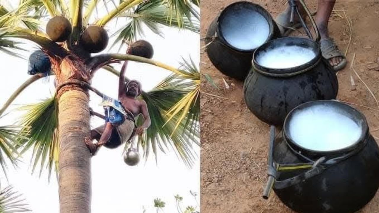 Palm wine: ಬೇಸಿಗೆಯಲ್ಲಿ ಶೇಂದಿ ಸೇವನೆ ಮಾಡಿದರೆ ಈ ಆರೋಗ್ಯ ಸಮಸ್ಯೆ ಬರುವುದಿಲ್ಲ
