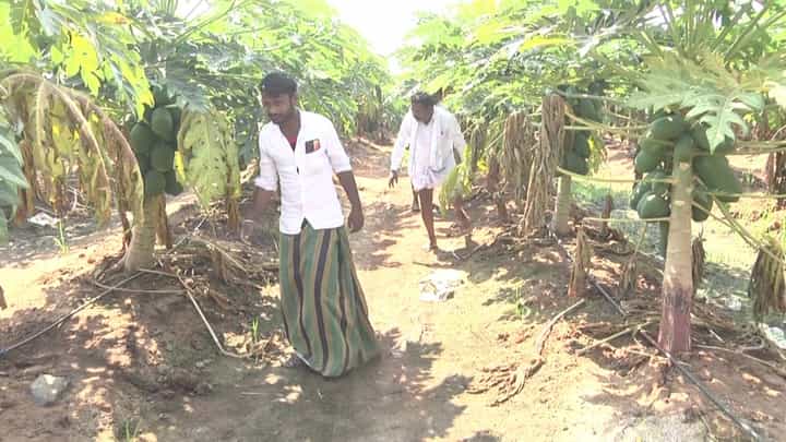 ಯಾದಗಿರಿ: ಸಂಪ್ರದಾಯಿಕ ಬೆಳೆಗೆ ಗುಡ್ ಬೈ, ತೋಟಗಾರಿಕೆ ಮಾಡಿ ಲಕ್ಷಾಂತರ ರೂ. ಲಾಭ ಪಡೆದ ರೈತ ಯಾದಗಿರಿ: ಸಂಪ್ರದಾಯಿಕ ಬೆಳೆಗೆ ಗುಡ್ ಬೈ, ತೋಟಗಾರಿಕೆ ಮಾಡಿ ಲಕ್ಷಾಂತರ ರೂ. ಲಾಭ ಪಡೆದ ರೈತ