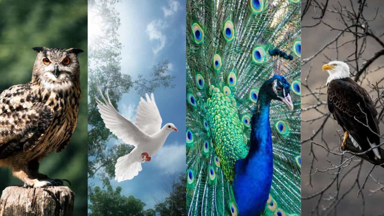 Personality Test: ನೀವು ಆಯ್ಕೆ ಮಾಡಿಕೊಳ್ಳುವ ಪಕ್ಷಿ ನಿಮ್ಮ ನಿಗೂಢ ವ್ಯಕ್ತಿತ್ವ ರಿವೀಲ್ ಮಾಡುತ್ತೆ