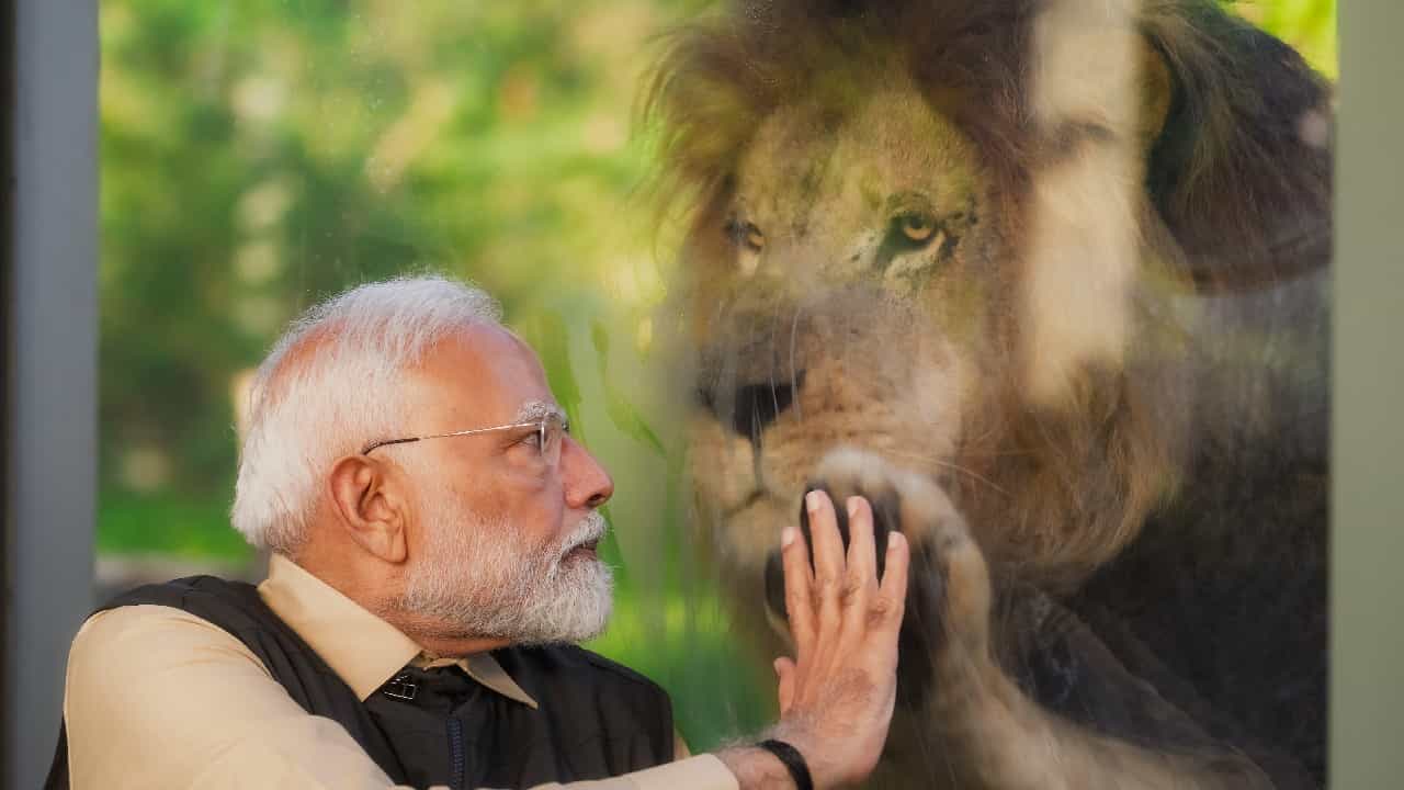ಪ್ರಧಾನಿ ಮೋದಿ ಒರಾಂಗುಟನ್ ಜೊತೆ ಆಟವಾಡಿದ್ದಾರೆ. ವಂತಾರದ ಪ್ರಾಣಿಧಾಮದಲ್ಲಿ ಸಿಂಹದ ಮರಿಗಳಿಗೆ ಆಹಾರ ನೀಡಿದ್ದಾರೆ.