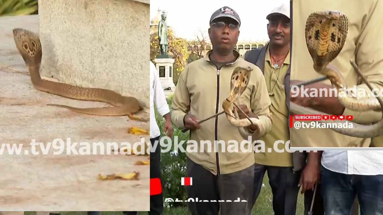 ಅಧಿವೇಶನ ವೇಳೆ ವಿಧಾನಸೌಧಕ್ಕೆ ಬಂದ ಬುಸ್​ ಬುಸ್ ನಾಗಪ್ಪ..ಮೈ ಜುಮ್ಮೆನಿಸುವ ವಿಡಿಯೋ