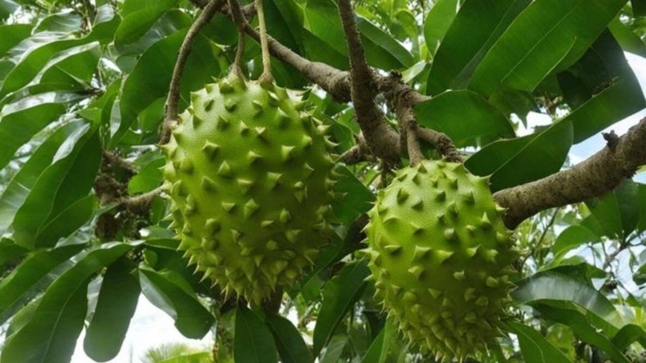 ಈ ಹಣ್ಣು ಕ್ಯಾನ್ಸರ್‌ಗೆ ರಾಮಬಾಣ, ಹೃದಯಕ್ಕೆ ರಕ್ಷಕ, ವರ್ಷಕ್ಕೆ ಒಂದು ಬಾರಿ ತಿಂದರೆ ಸಾಕು