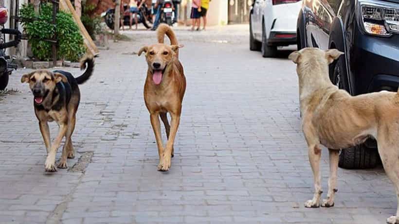 ಬಾಲಕಿ ಮೇಲೆ ಮೂರು ನಾಯಿಗಳಿಂದ ಡೆಡ್ಲಿ ಅಟ್ಯಾಕ್: ಗಂಭೀರ ಗಾಯ, ICUನಲ್ಲಿ ಚಿಕಿತ್ಸೆ
