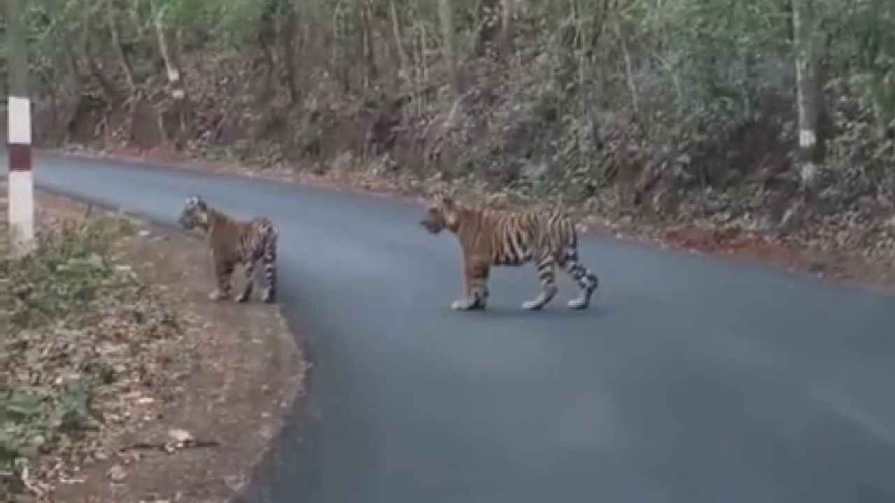 ಮರಿ ಹುಲಿಗಳ ರಾಜ ಗಾಂಭೀರ್ಯ ನಡಿಗೆ: ವಿಡಿಯೋ ನೋಡಿ