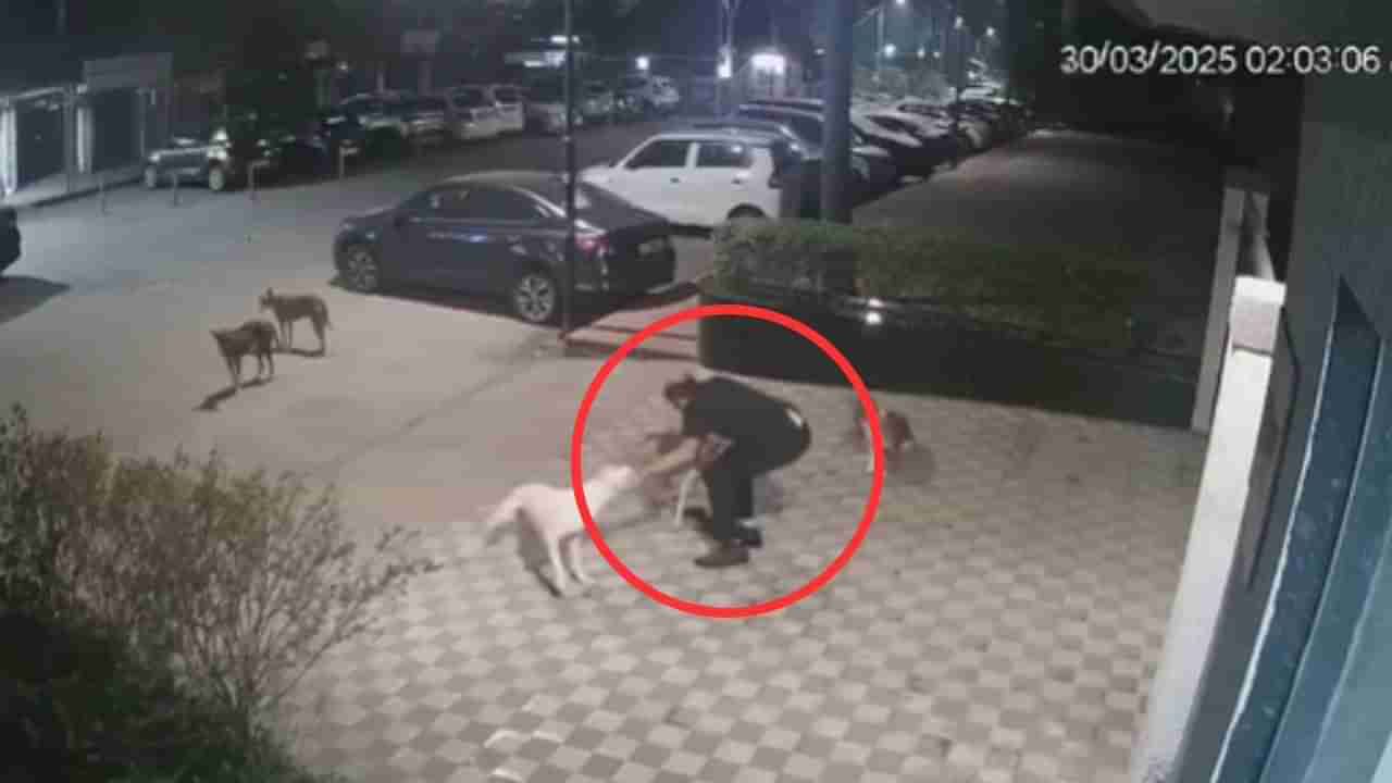 ನಾಯಿಯನ್ನು ಮುದ್ದಾಡಲು ಹೋದ ವಾಚ್‌ಮ್ಯಾನ್‌ ಮೇಲೆ ಏಕಾಏಕಿ ದಾಳಿ ನಡೆಸಿದ ಮತ್ತೊಂದು ಶ್ವಾನ