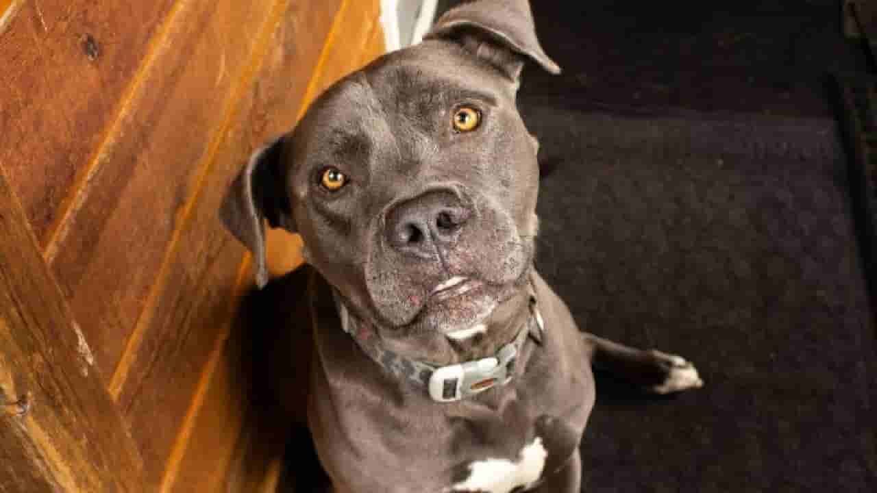 Viral: ಬೆಡ್ರೂಮ್ನಲ್ಲಿ ಗೆಳತಿಯೊಂದಿಗೆ ಮಲಗಿದ್ದ ಯಜಮಾನನಿಗೆ ಗುಂಡು ಹಾರಿಸಿದ ಪಿಟ್ಬುಲ್ ಶ್ವಾನ; ಏನಿದು ವಿಚಿತ್ರ ಘಟನೆ?