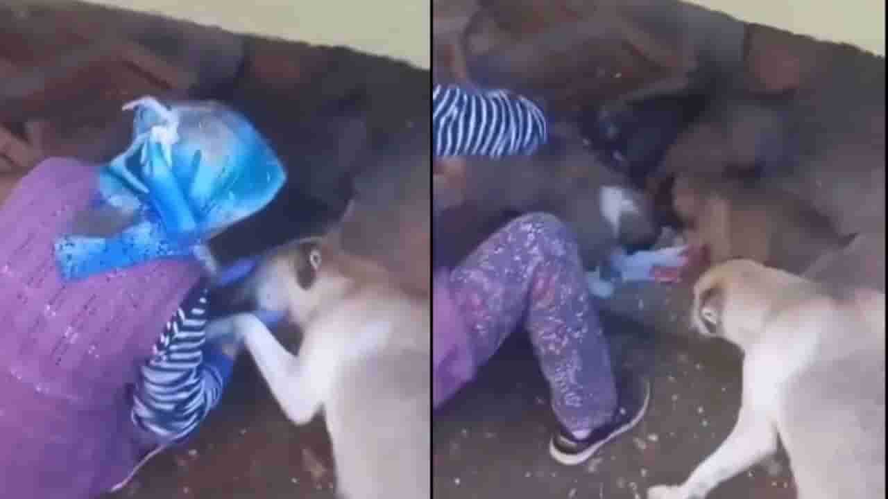 ತನ್ನ ಮರಿಗಳಿಗೆ ಆಹಾರ ನೀಡಿದ ಮಹಿಳೆಗೆ ಕೃತಜ್ಞತೆ ಸಲ್ಲಿಸಿದ ತಾಯಿ ಶ್ವಾನ; ಹೃದಯಸ್ಪರ್ಶಿ ದೃಶ್ಯ ವೈರಲ್