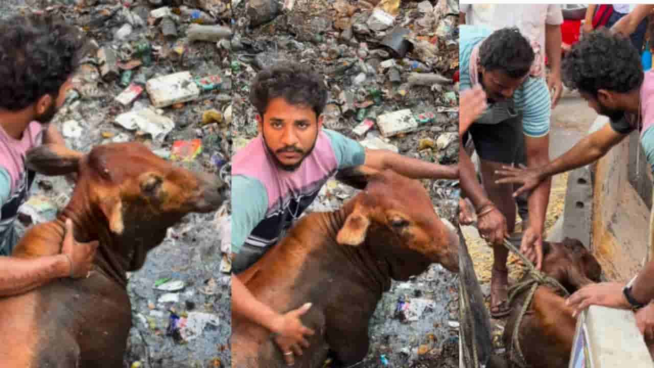 Viral: ಚರಂಡಿಯಲ್ಲಿ ಸಿಲುಕಿದ್ದ ಹಸುವನ್ನು ರಕ್ಷಿಸಿದ ಹೃದಯವಂತ; ಮಾನವೀಯತೆ ಇಂದಿಗೂ ಜೀವಂತವಾಗಿದೆ ನೋಡಿ