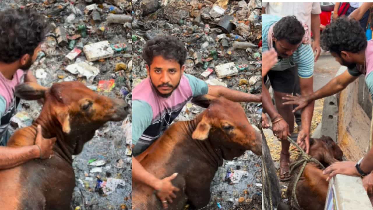 Viral: ಚರಂಡಿಯಲ್ಲಿ ಸಿಲುಕಿದ್ದ ಹಸುವನ್ನು ರಕ್ಷಿಸಿದ ಹೃದಯವಂತ; ಮಾನವೀಯತೆ ಇಂದಿಗೂ ಜೀವಂತವಾಗಿದೆ ನೋಡಿ