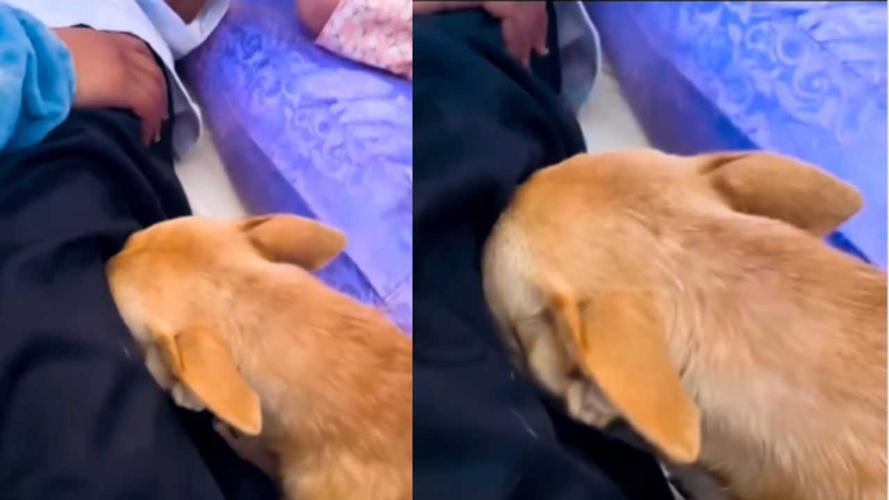 ಮನೆ ಮಾಲೀಕನನ್ನು ಕಳೆದುಕೊಂಡ ದುಃಖದಲ್ಲಿ ಕಣ್ಣೀರು ಸುರಿಸುತ್ತಿರುವ ಶ್ವಾನ, ಯಾರು ಸಮಾಧಾನ ಮಾಡಿದ್ರು ಈ ಶ್ವಾನದ ದುಃಖ ನಿಲ್ತಿಲ್ಲ