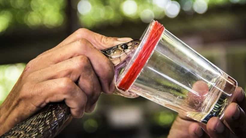Viral: ಸರ್ಪಗಳೆಂದರೆ ಇವರಿಗೆ ಭಯವೇ ಇಲ್ಲ; ಈ ಬುಡಕಟ್ಟಿನ ಮಕ್ಕಳಿಗೂ ಹಾವಿನಿಂದ ವಿಷ ತೆಗೆಯುವ ವಿದ್ಯೆ ಗೊತ್ತಿದೆಯಂತೆ