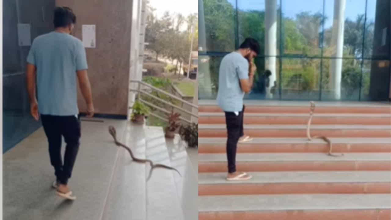 Viral: ಮಿಮ್ಸ್ ಮೆಡಿಕಲ್ ಕಾಲೇಜು ಆವರಣದೊಳಗೆ ಬಂದ ಬುಸ್ ಬುಸ್ ನಾಗಪ್ಪ; ಹೇಗಿತ್ತು ನೋಡಿ ರಕ್ಷಣಾ ಕಾರ್ಯ Viral: ಮಿಮ್ಸ್ ಮೆಡಿಕಲ್ ಕಾಲೇಜು ಆವರಣದೊಳಗೆ ಬಂದ ಬುಸ್ ಬುಸ್ ನಾಗಪ್ಪ; ಹೇಗಿತ್ತು ನೋಡಿ ರಕ್ಷಣಾ ಕಾರ್ಯ