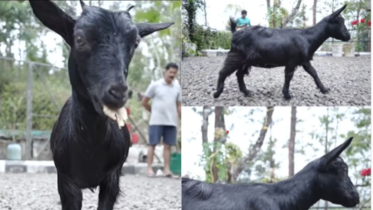 Viral: ಇದು ವಿಶ್ವದ ಅತ್ಯಂತ ಕುಬ್ಜ ಮೇಕೆ; ಗಿನ್ನೆಸ್ ದಾಖಲೆ ಪುಟ ಸೇರಿದ ಕೇರಳದ ಕರುಂಬಿ Viral: ಇದು ವಿಶ್ವದ ಅತ್ಯಂತ ಕುಬ್ಜ ಮೇಕೆ; ಗಿನ್ನೆಸ್ ದಾಖಲೆ ಪುಟ ಸೇರಿದ ಕೇರಳದ ಕರುಂಬಿ