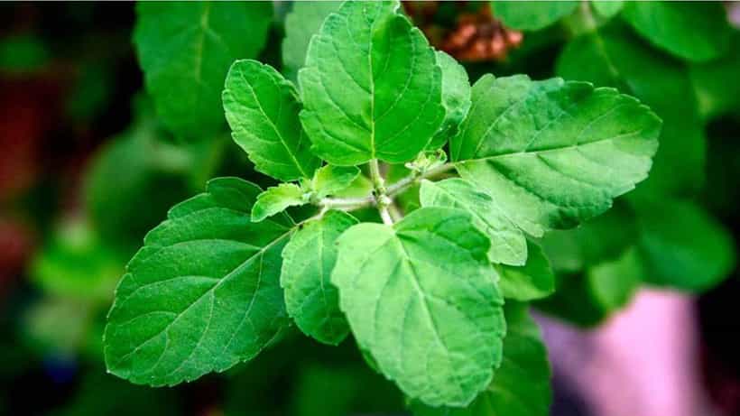Tulsi Plant Care: ತುಳಸಿ ಗಿಡ ಒಣಗಿ ಹೋಗಿದೆಯೇ? ಹಚ್ಚಹಸುರಾಗಿ ಬೆಳೆಯಲು ಈ ಟಿಪ್ಸ್ ಫಾಲೋ ಮಾಡಿ
