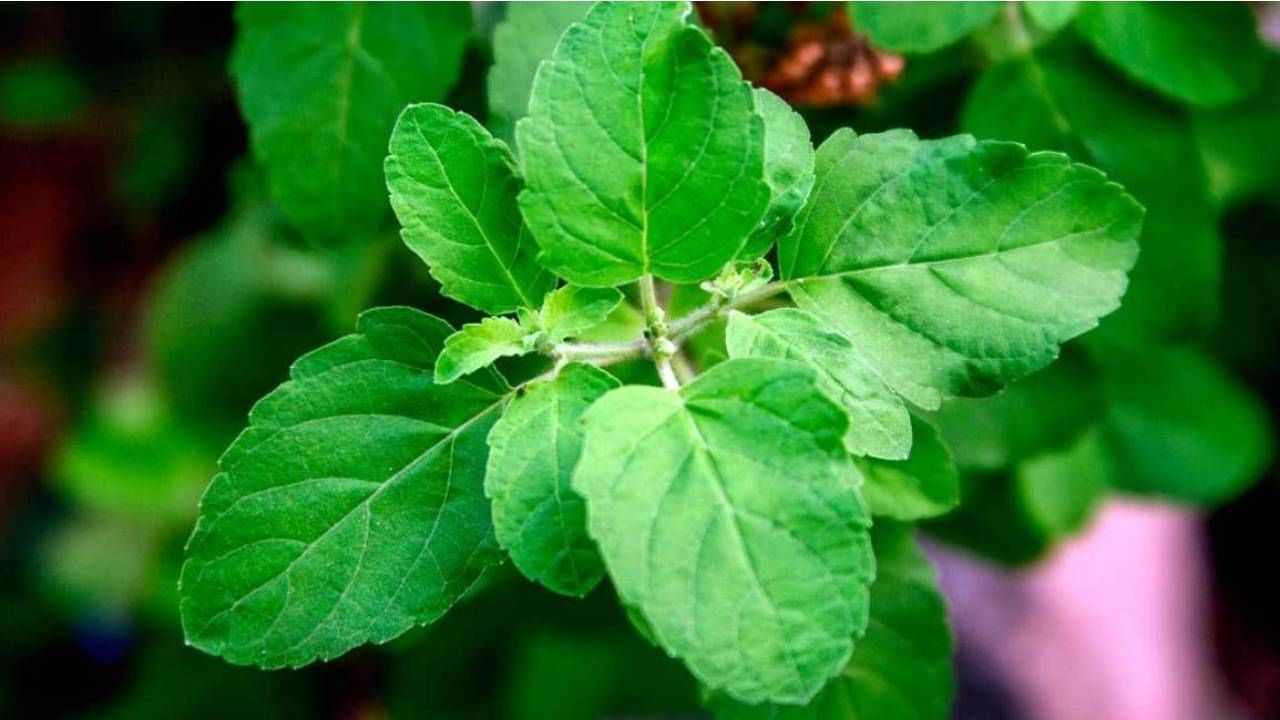 Tulsi Plant Care: ತುಳಸಿ ಗಿಡ ಒಣಗಿ ಹೋಗಿದೆಯೇ? ಹಚ್ಚಹಸುರಾಗಿ ಬೆಳೆಯಲು ಈ ಟಿಪ್ಸ್​ ಫಾಲೋ ಮಾಡಿ