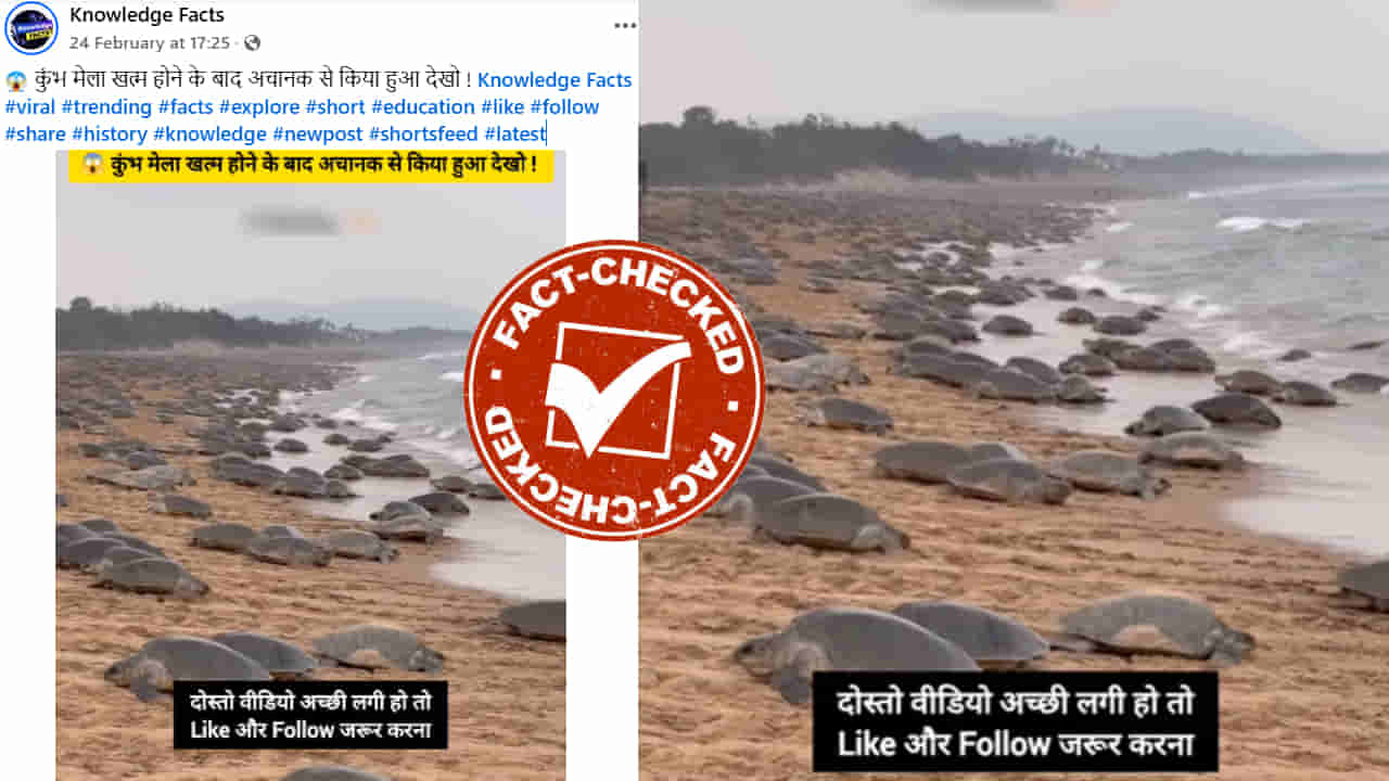 Fact Check: ಮಹಾಕುಂಭಮೇಳ ಮುಗಿದ ನಂತರ ಪ್ರಯಾಗರಾಜ್‌ನ ಗಂಗಾ ನದಿ ದಡದಲ್ಲಿ ಆಮೆಗಳ ದಂಡು?