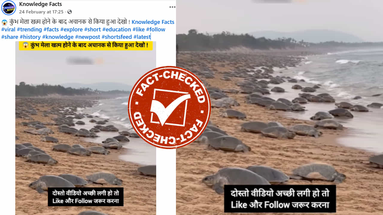 Fact Check: ಮಹಾಕುಂಭಮೇಳ ಮುಗಿದ ನಂತರ ಪ್ರಯಾಗರಾಜ್ನ ಗಂಗಾ ನದಿ ದಡದಲ್ಲಿ ಆಮೆಗಳ ದಂಡು? Fact Check: ಮಹಾಕುಂಭಮೇಳ ಮುಗಿದ ನಂತರ ಪ್ರಯಾಗರಾಜ್ನ ಗಂಗಾ ನದಿ ದಡದಲ್ಲಿ ಆಮೆಗಳ ದಂಡು?