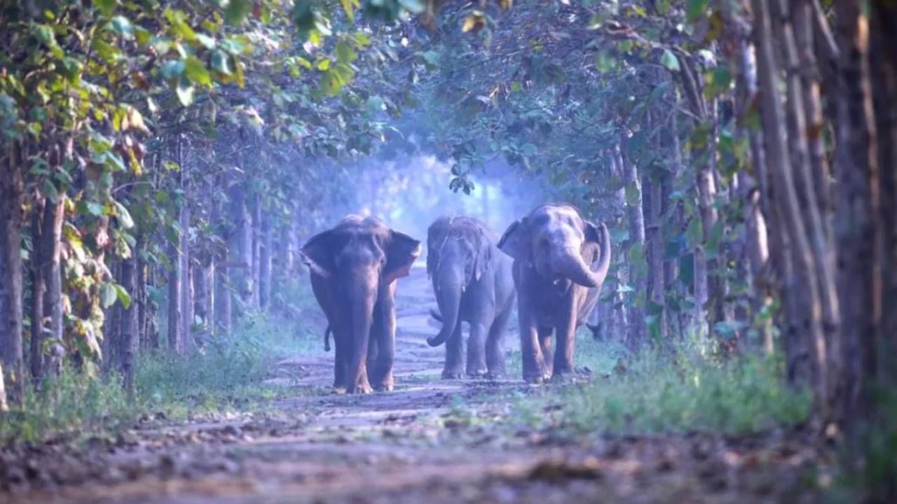 ಅಂಬಾನಿಯ ವನತಾರ ಪ್ರಾಣಿ ಸಂರಕ್ಷಣಾಲಯಕ್ಕೆ ಪ್ರಧಾನಿ ನರೇಂದ್ರ ಮೋದಿ ಭೇಟಿ; ಇದರ ವಿಶೇಷತೆಗಳು ಹಲವು