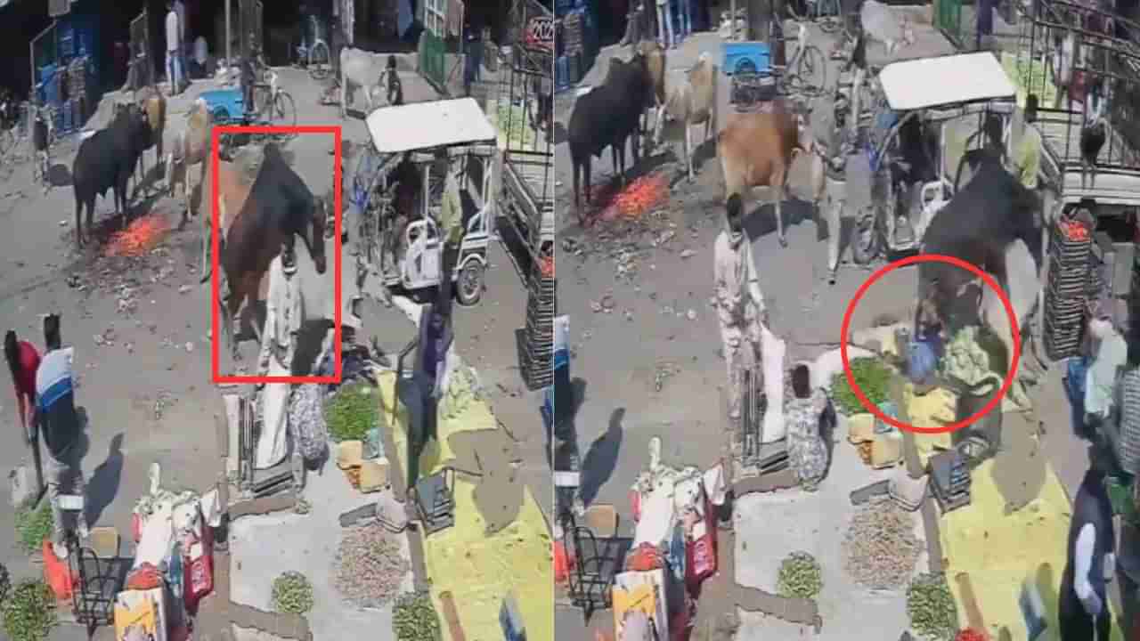 ಹಸುವಿನೊಂದಿಗೆ ಮಿಲನವಾಗಲು ಹೋಗಿ ವೃದ್ಧನಿಗೆ ಗುದ್ದಿದ ಹೋರಿ, ರೈತನ ಪ್ರಾಣವೇ ಹೋಯ್ತು