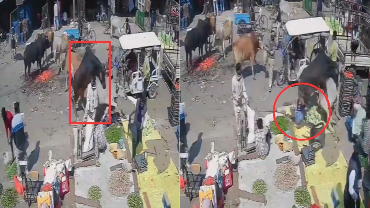 ಹಸುವಿನೊಂದಿಗೆ ಮಿಲನವಾಗಲು ಹೋಗಿ ವೃದ್ಧನಿಗೆ ಗುದ್ದಿದ ಹೋರಿ, ರೈತನ ಪ್ರಾಣವೇ ಹೋಯ್ತು