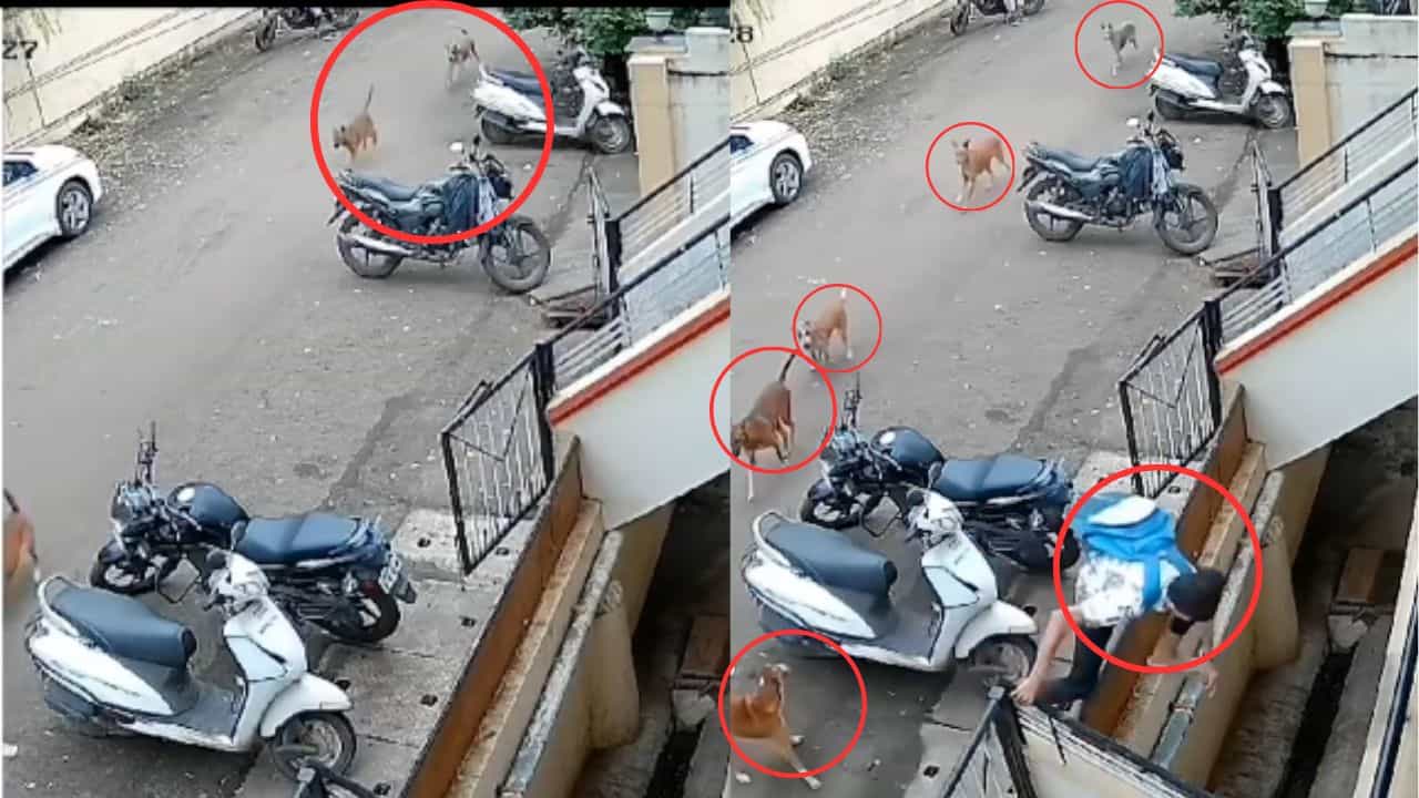Viral: ರೋಡಲ್ಲಿ ನಡ್ಕೊಂಡು ಬರ್ತಿದ್ದ ಬಾಲಕನನ್ನು ಅಟ್ಟಾಡಿಸಿಕೊಂಡು ಬಂದ ಬೀದಿ ನಾಯಿಗಳು; ಮುಂದೇನಾಯ್ತು ನೋಡಿ