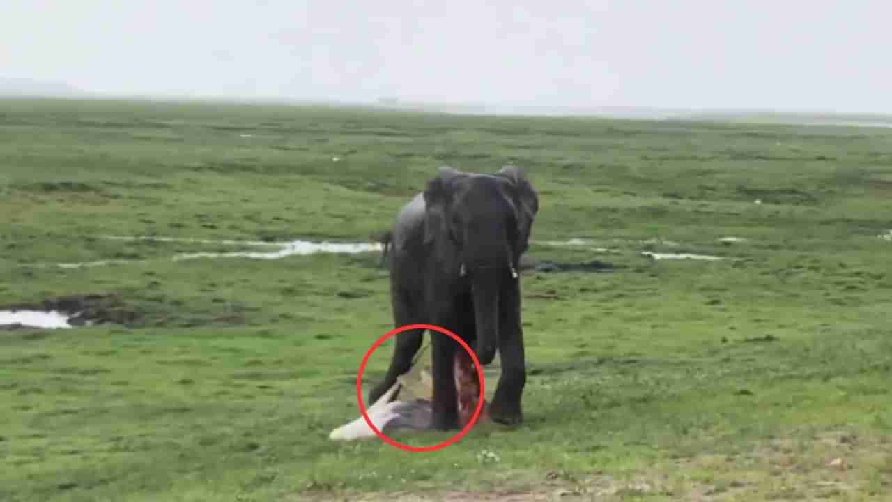 Viral: ಮರಿಗೆ ಜನ್ಮ ನೀಡಿದ ಆನೆ; ಹೊಸ ಅತಿಥಿಯನ್ನು ಕಂಡು ಸಂಭ್ರಮಿಸಿದ ಗಜ ಕುಟುಂಬ