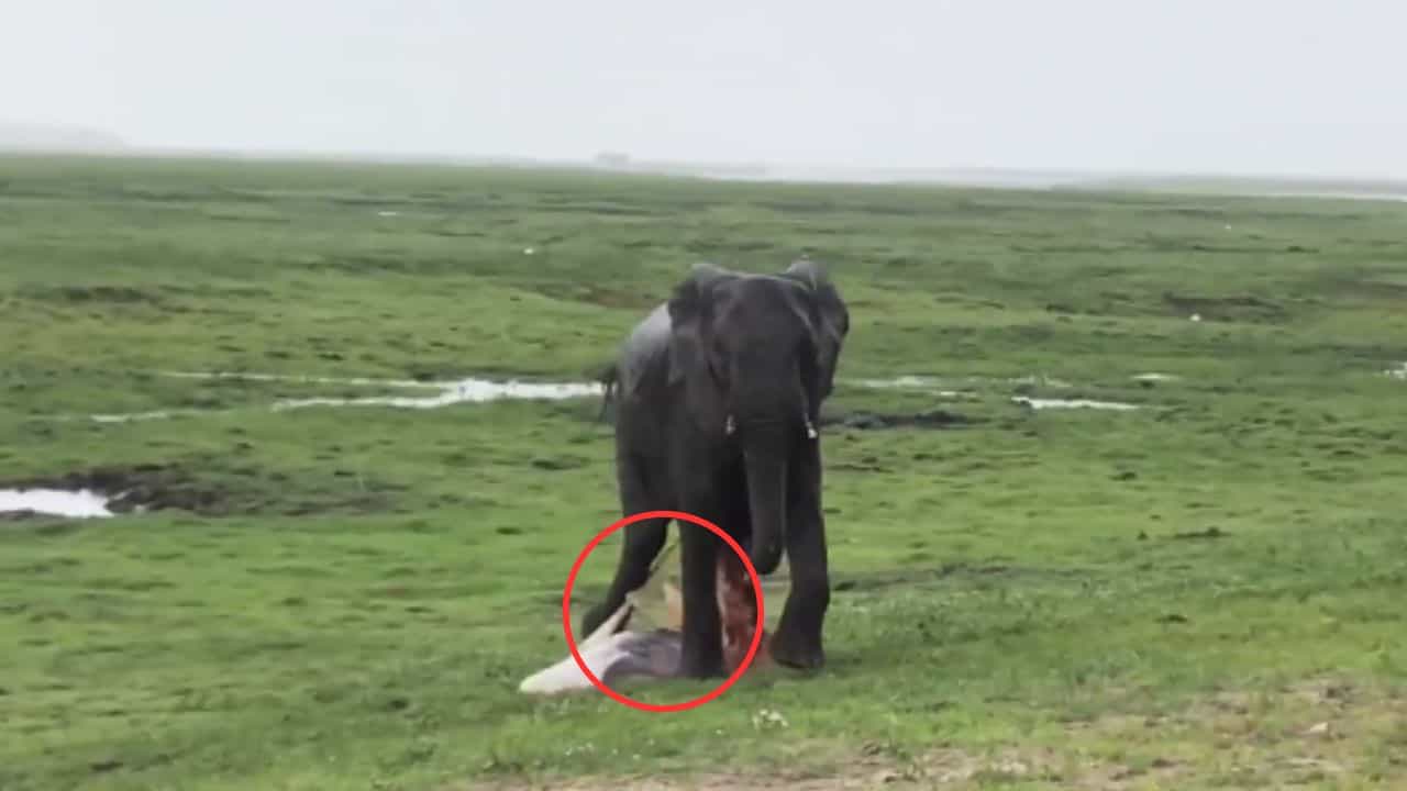 Viral: ಮರಿಗೆ ಜನ್ಮ ನೀಡಿದ ಆನೆ; ಹೊಸ ಅತಿಥಿಯನ್ನು ಕಂಡು ಸಂಭ್ರಮಿಸಿದ ಗಜ ಕುಟುಂಬ