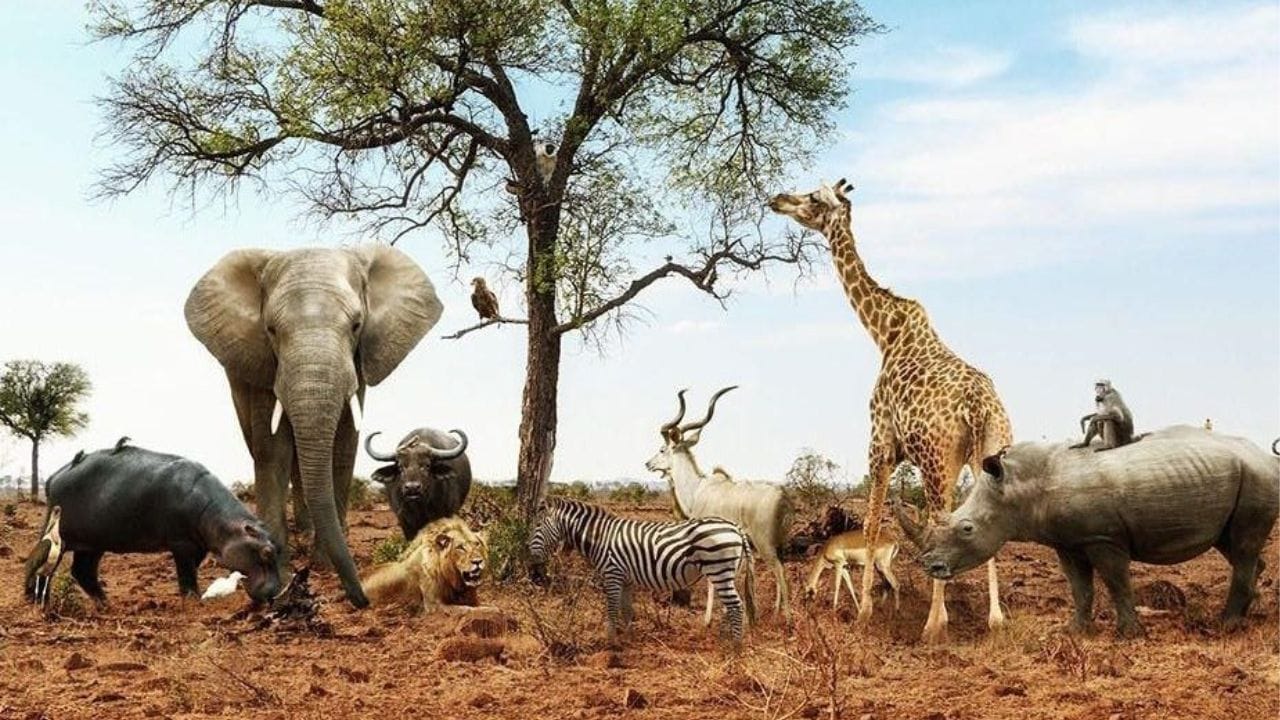 World Wildlife Day 2025: ವನ್ಯ ಜೀವಿಗಳ ದಿನವನ್ನು ಏಕೆ ಆಚರಿಸಲಾಗುತ್ತದೆ? ಈ ವಿಶೇಷ ದಿನದ ಇತಿಹಾಸ,ಉದ್ದೇಶ