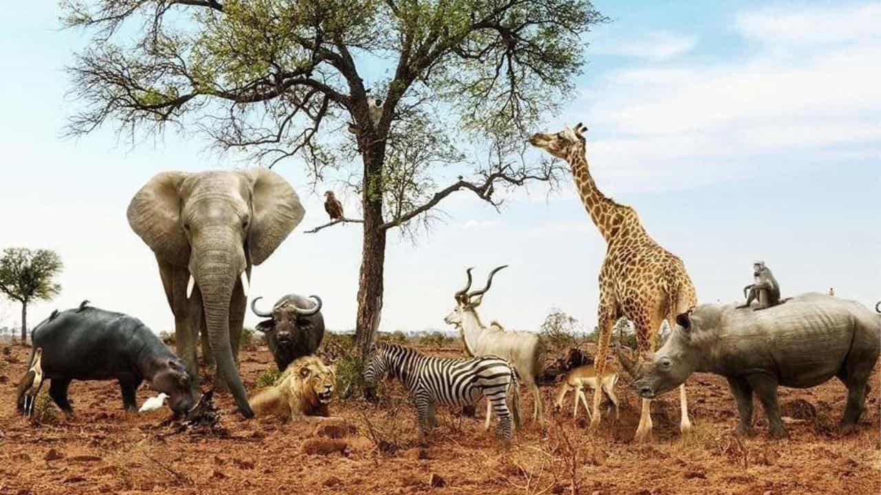World Wildlife Day 2025: ವನ್ಯ ಜೀವಿಗಳ ದಿನವನ್ನು ಏಕೆ ಆಚರಿಸಲಾಗುತ್ತದೆ? ಈ ವಿಶೇಷ ದಿನದ ಇತಿಹಾಸ,ಉದ್ದೇಶ World Wildlife Day 2025: ವನ್ಯ ಜೀವಿಗಳ ದಿನವನ್ನು ಏಕೆ ಆಚರಿಸಲಾಗುತ್ತದೆ? ಈ ವಿಶೇಷ ದಿನದ ಇತಿಹಾಸ,ಉದ್ದೇಶ