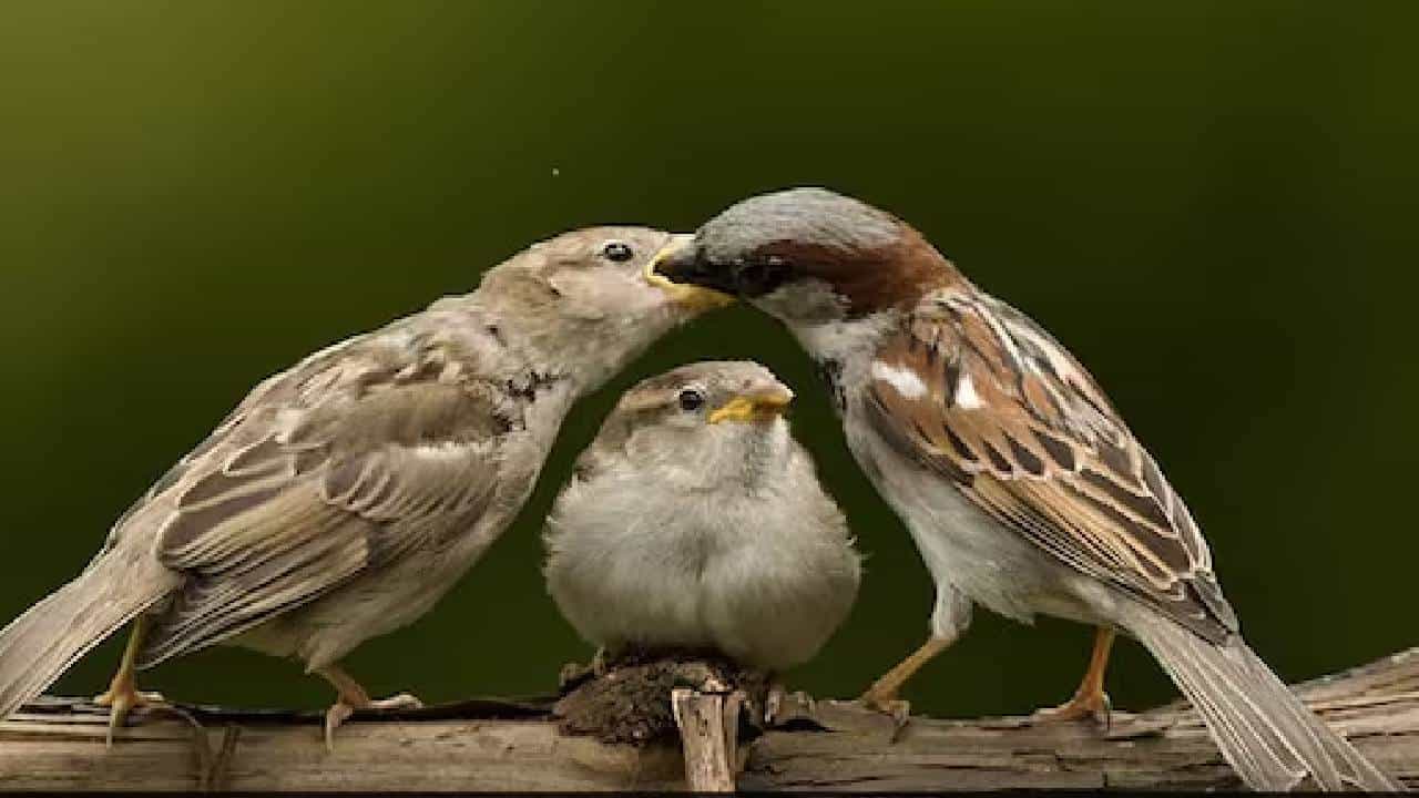 World Sparrow Day 2025 : ಗುಬ್ಬಚ್ಚಿಗಳ ದಿನಾಚರಣೆ ಶುರುವಾದದ್ದು ಹೇಗೆ? ಇತಿಹಾಸ, ಮಹತ್ವ ತಿಳಿಯಿರಿ