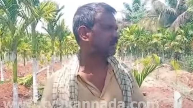 ಬೆಳೆದುನಿಂತ ಅಡಿಕೆ ಸಸಿಗಳ ಮೇಲೆ ಅದೆಂಥ ವೈರತ್ವ ಅಂತ ಅರ್ಥವಾಗದು