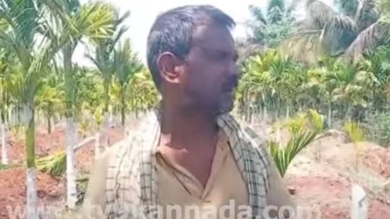 ತುಮಕೂರು: ತೋಟಕ್ಕೆ ನುಗ್ಗಿ ಹಲವಾರು ಅಡಿಕೆ ಸಸಿಗಳನ್ನು ಕಡಿದು ಹಾಕಿದ ದುಷ್ಟರು, ರೈತನ ಗೋಳಾಟ