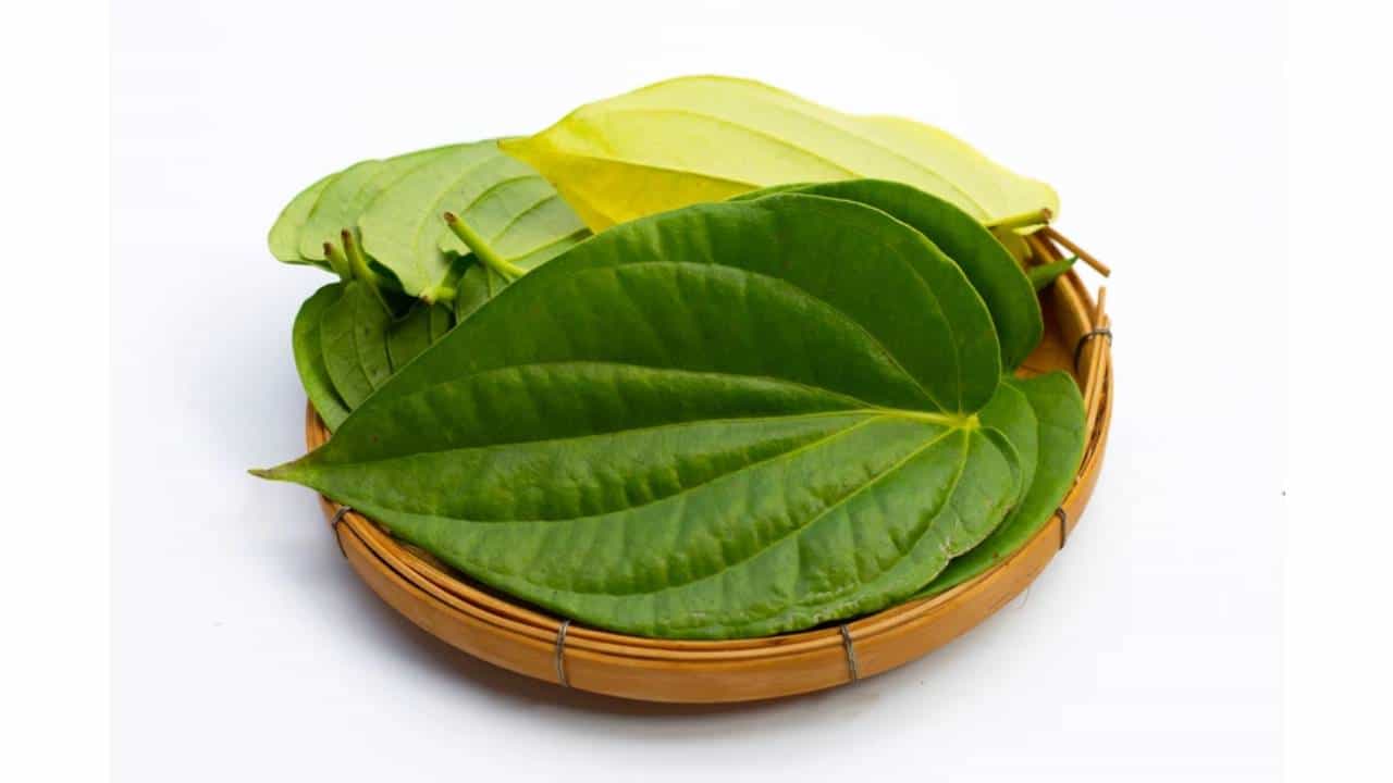 Betel Leaf Remedies: ಹಣದ ಕೊರತೆ ಹೋಗಲಾಡಿಸಲು ವೀಳ್ಯದೆಲೆ ಬಳಸಿ ಈ ಸಿಂಪಲ್​​ ಪರಿಹಾರ ಮಾಡಿ