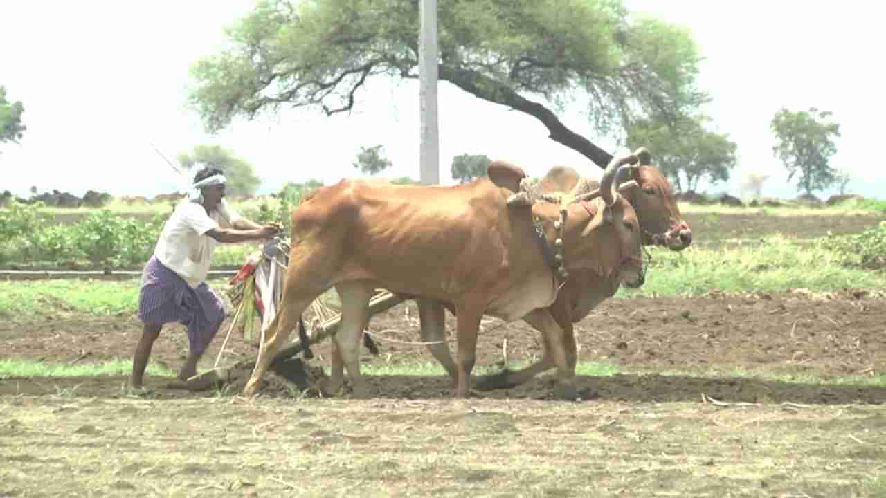 ಬೀದರ್​ ಜಿಲ್ಲೆಯಲ್ಲಿ ಜಾನುವಾರು ಸಂತತಿ ಗಣನೀಯ ಇಳಿಕೆ!