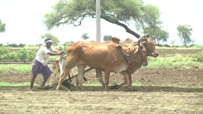 ಬೀದರ್ ಜಿಲ್ಲೆಯಲ್ಲಿ ಜಾನುವಾರು ಸಂತತಿ ಗಣನೀಯ ಇಳಿಕೆ! ಬೀದರ್ ಜಿಲ್ಲೆಯಲ್ಲಿ ಜಾನುವಾರು ಸಂತತಿ ಗಣನೀಯ ಇಳಿಕೆ!
