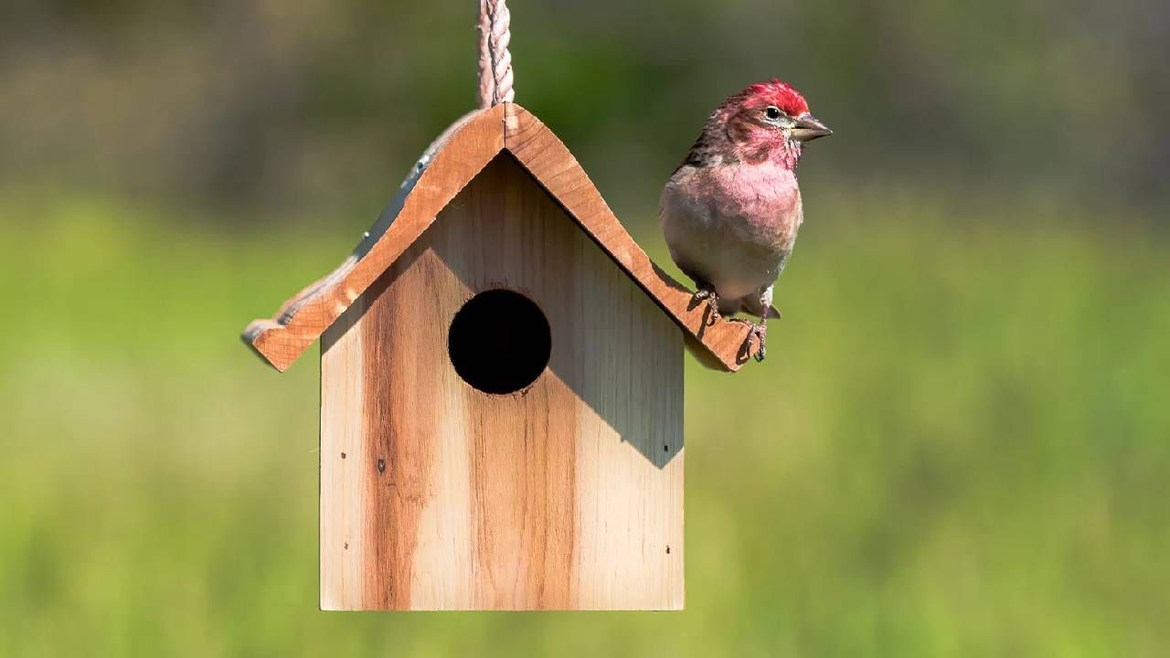 Birds That Bring Good Luck: ಆಕಸ್ಮಿಕವಾಗಿ ನಿಮ್ಮ ಮನೆಗೆ ಈ ಪಕ್ಷಿ ಬಂದರೆ ತುಂಬಾ ಶುಭ