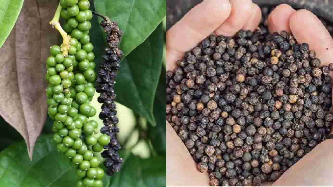 Black pepper Price: ಕರಿಮೆಣಸು ರೈತರಿಗೆ ಸಿಗಲಿದೆ ಭರ್ಜರಿ ಬೆಲೆ, ಕೆಜಿಗೆ 1000 ರೂ.ಗೆ ಏರಿಕೆ ಸಾಧ್ಯತೆ